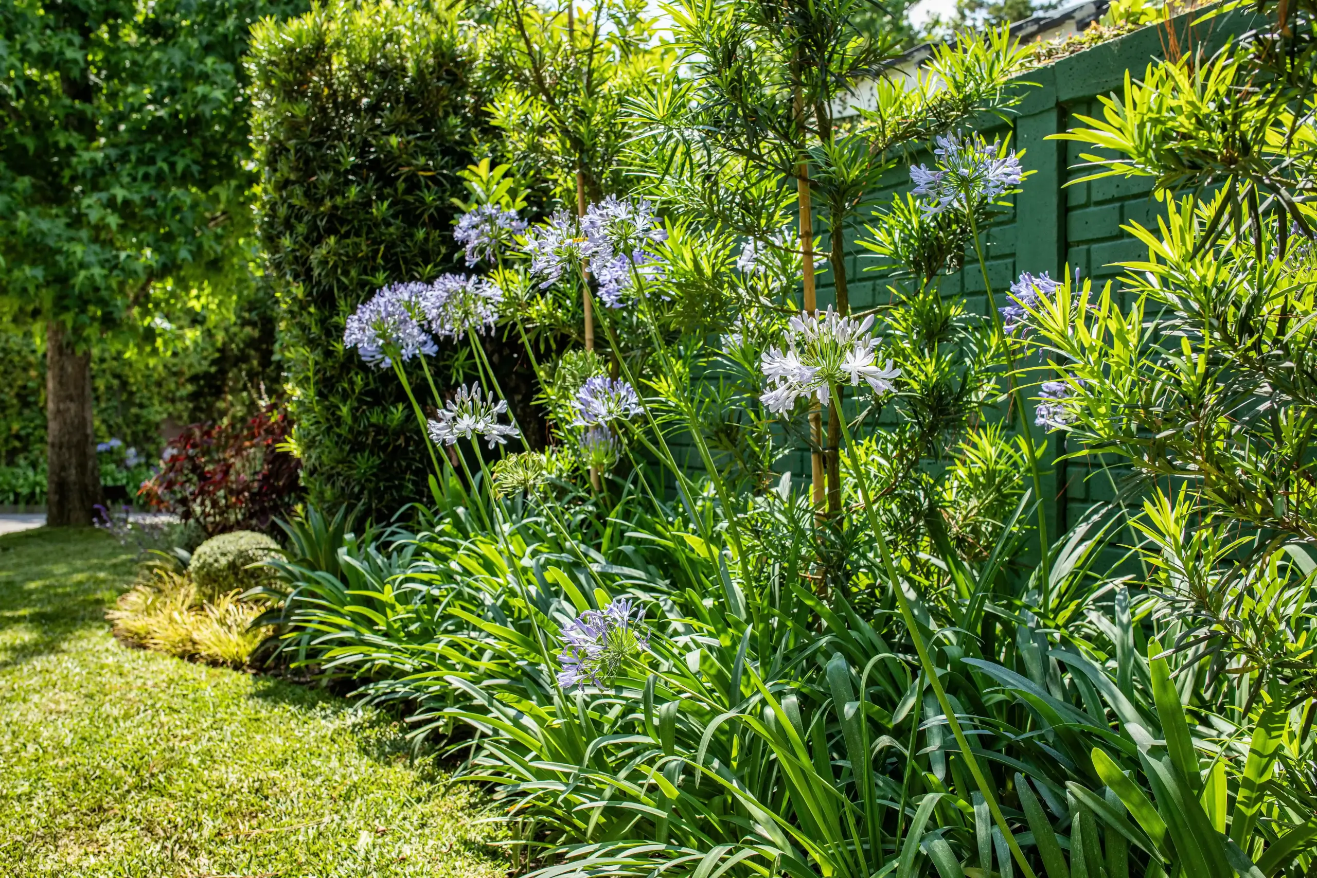 Camas de agapantos morados y arbustos esculpidos en jardín residencial con césped en Guatemala