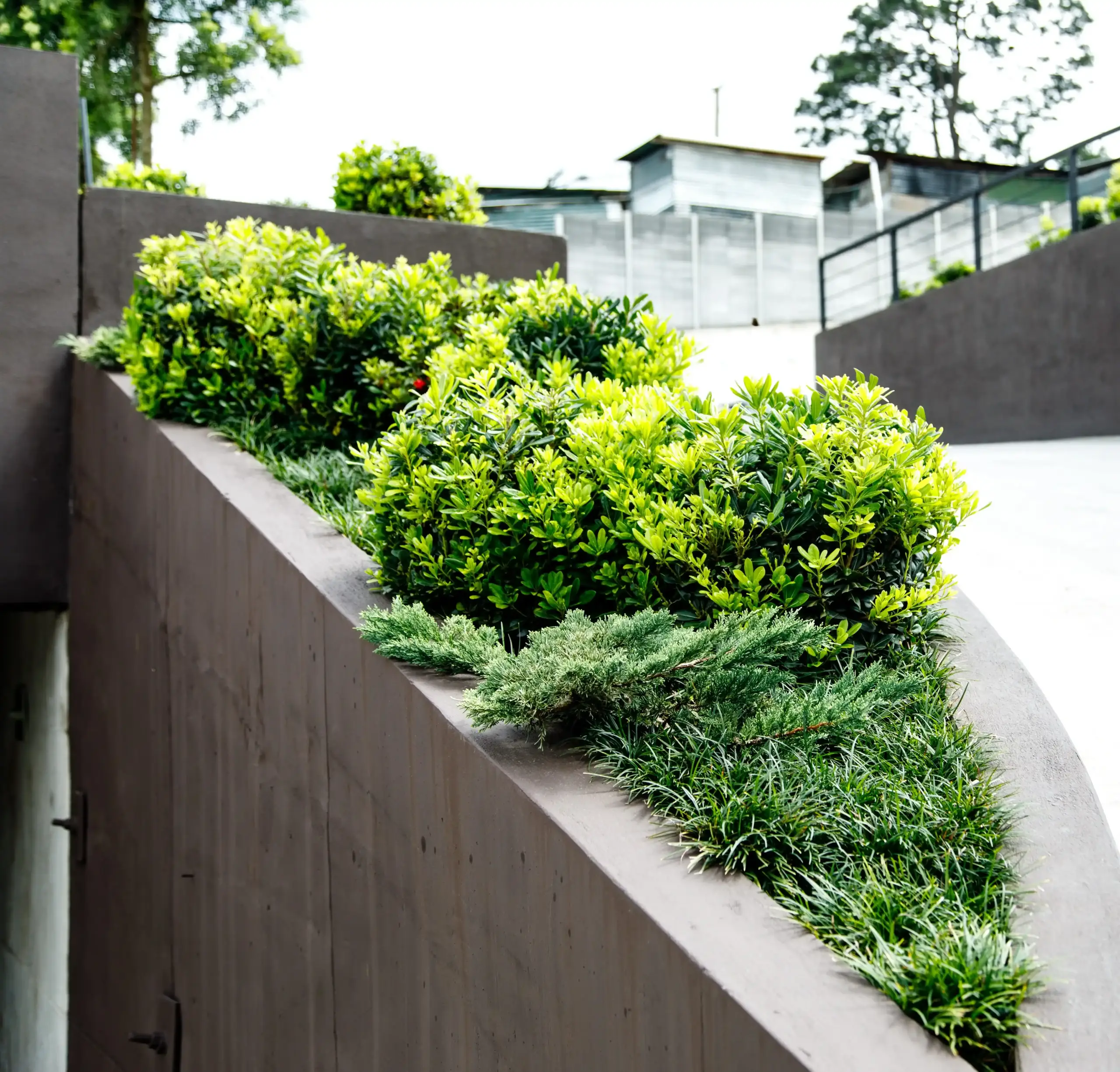 Jardín urbano en desnivel con arbustos ornamentales y plantas cubresuelos sobre muro de concreto en Guatemala