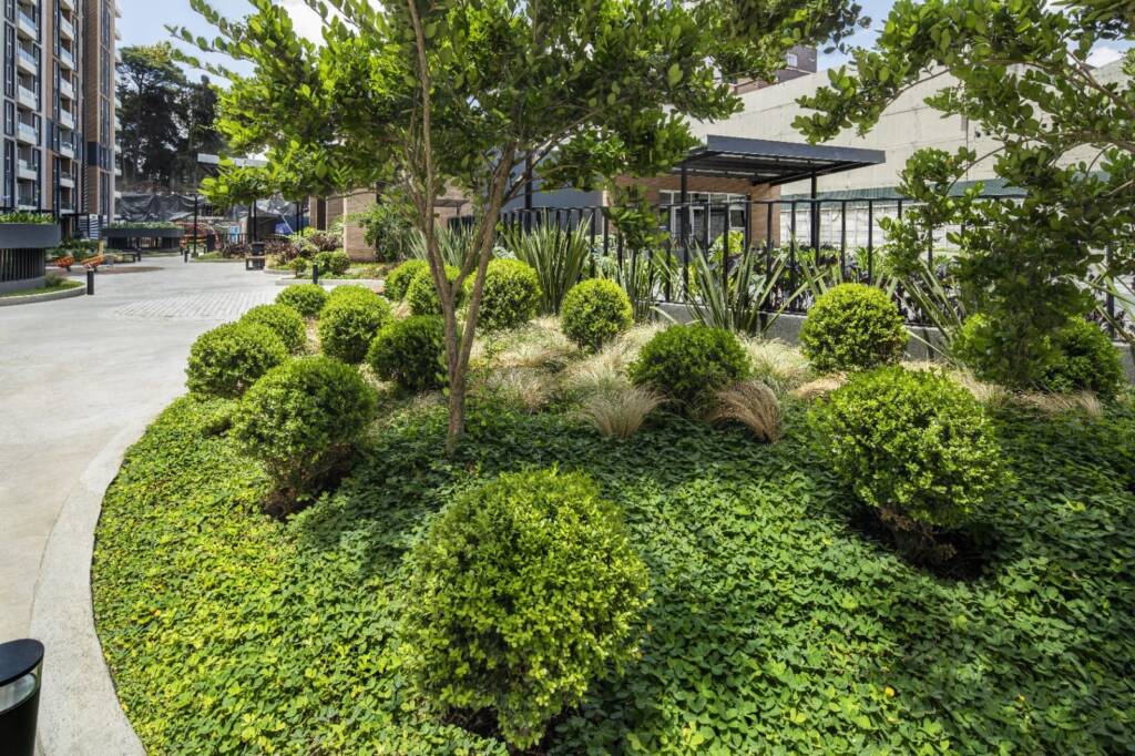 Jardinería en Guatemala con arbustos redondos y pastos ornamentales