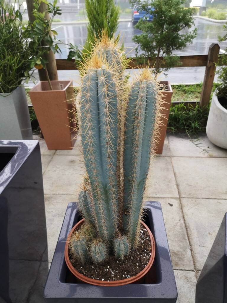 Suculenta columnar con espinas doradas y tonalidad azulada, ideal para exteriores soleados.