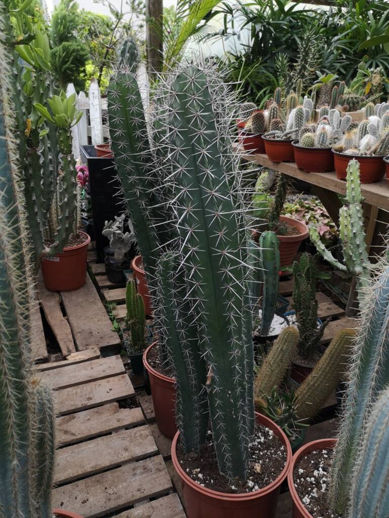 Suculenta alta y robusta con espinas plateadas, perfecta para jardines secos o macetas grandes.