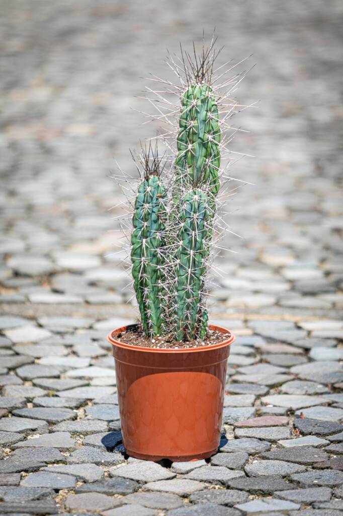 Cactus columnar, suculenta resistente con espinas largas y cuerpo vertical, ideal para exteriores soleados.