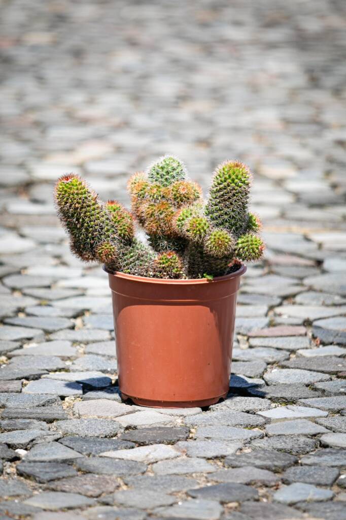 Cactus mamillaria, suculenta compacta con espinas cortas y tonos rojizos, ideal para macetas pequeñas.