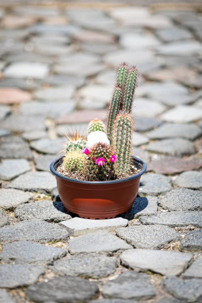 conjunto de suculentas con espinas y flores pequeñas, perfecto para decorar interiores soleados.