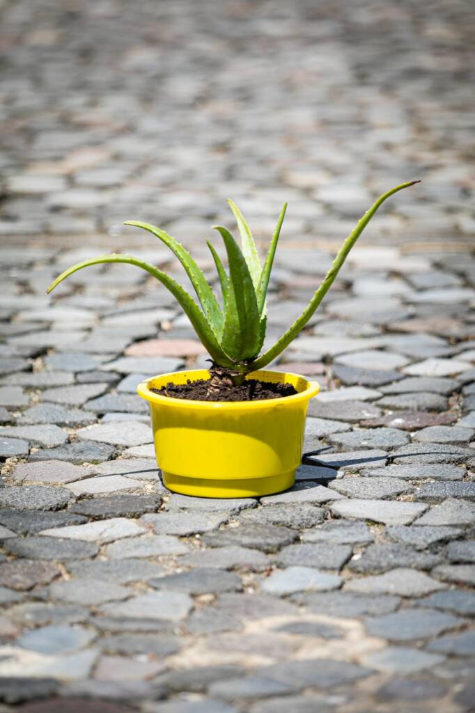 Suculenta de hojas alargadas y puntiagudas con propiedades medicinales y decorativas.