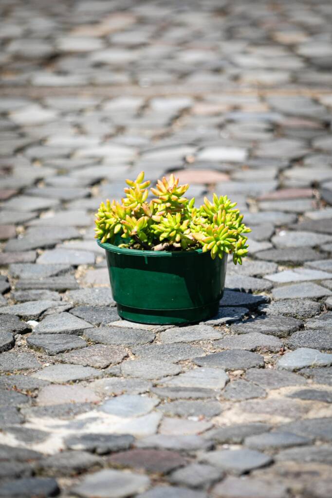 Suculenta de tonos verdes y dorados que resalta por su brillo y fácil mantenimiento.
